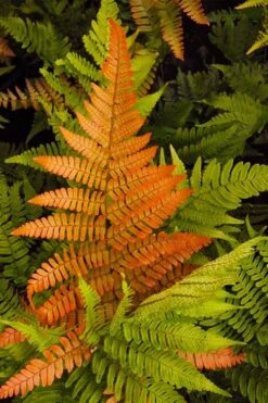Autumn Brilliance Fern (Dryopteris Erythrosora) - 1 Gallon Pot -Garden Plant Shop dryopteris erythrosora autumn brilliance fern 2 2