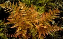 Autumn Brilliance Fern (Dryopteris Erythrosora) - 6 Pack Of 1 Gallon Pots -Garden Plant Shop dryopteris erythrosora autumn brilliance fern 3 3