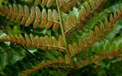 Autumn Brilliance Fern (Dryopteris Erythrosora) - 3 Gallon -Garden Plant Shop dryopteris erythrosora autumn brilliance fern 4 1