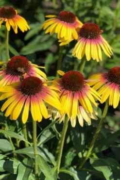 Yellow Rainbow Marcella Coneflower - 1 Gallon Pot -Garden Plant Shop echinacea butterfly yellow rainbow marcella coneflower 2