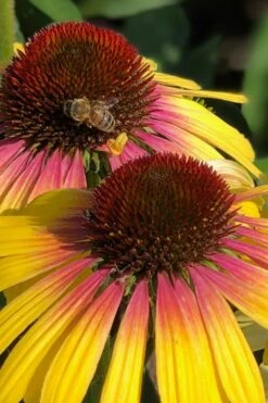 Yellow Rainbow Marcella Coneflower - 1 Gallon Pot