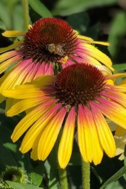 Yellow Rainbow Marcella Coneflower - 1 Gallon Pot -Garden Plant Shop echinacea butterfly yellow rainbow marcella coneflower 4