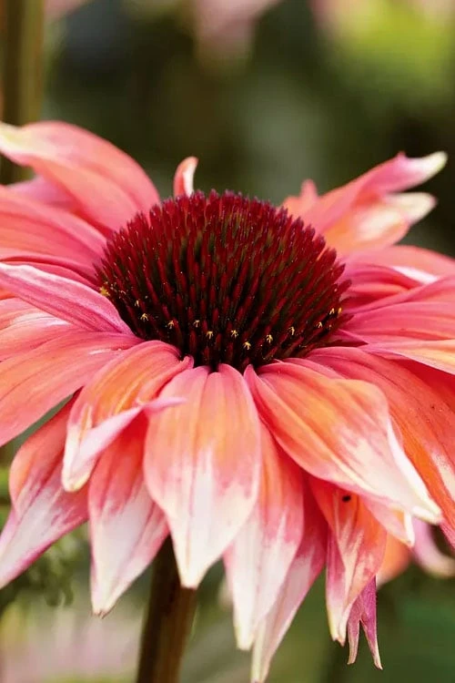 Playful Meadow Mama Coneflower (Echinacea) - 1 Gallon Pot Playful Meadow Mama Coneflower (Echinacea) - 1 Gallon Pot -Garden Plant Shop echinacea playful meadow mama coneflower 1