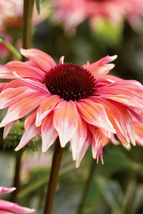 Playful Meadow Mama Coneflower (Echinacea) - 1 Gallon Pot Playful Meadow Mama Coneflower (Echinacea) - 1 Gallon Pot -Garden Plant Shop echinacea playful meadow mama coneflower 2
