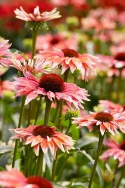 Playful Meadow Mama Coneflower (Echinacea) - 1 Gallon Pot 4 Playful Meadow Mama Coneflower (Echinacea) - 1 Gallon Pot -Garden Plant Shop echinacea playful meadow mama coneflower 4