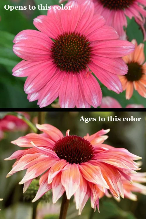 Playful Meadow Mama Coneflower (Echinacea) - 1 Gallon Pot Playful Meadow Mama Coneflower (Echinacea) - 1 Gallon Pot -Garden Plant Shop echinacea playful meadow mama coneflower 5