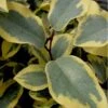 Olive Martini Elaeagnus - 3 Gallon Pot