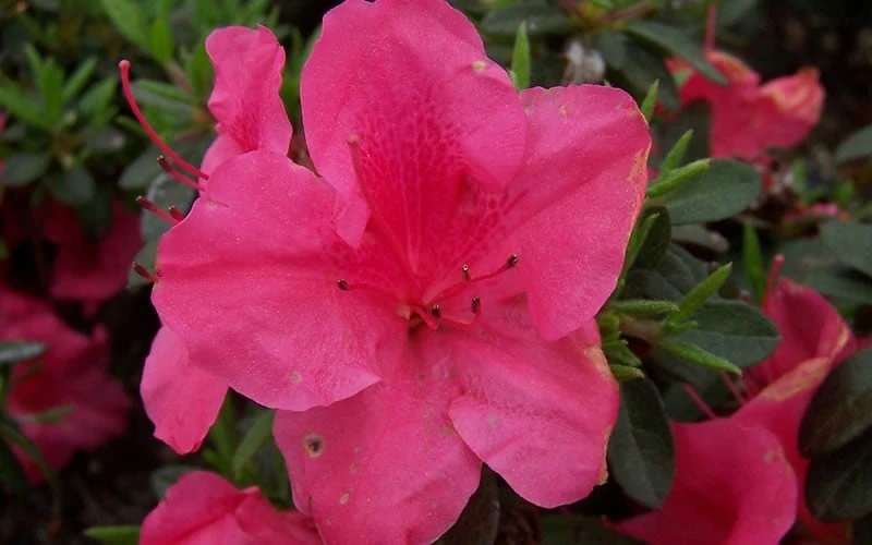 Autumn Carnival Encore Azalea - 1 Gallon Pot Autumn Carnival Encore Azalea - 1 Gallon Pot -Garden Plant Shop encore azalea autumn carnival