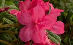 Autumn Jewel Encore Azalea - 1 Gallon Pot 3 Autumn Jewel Encore Azalea - 1 Gallon Pot -Garden Plant Shop encore azalea autumn jewel 1