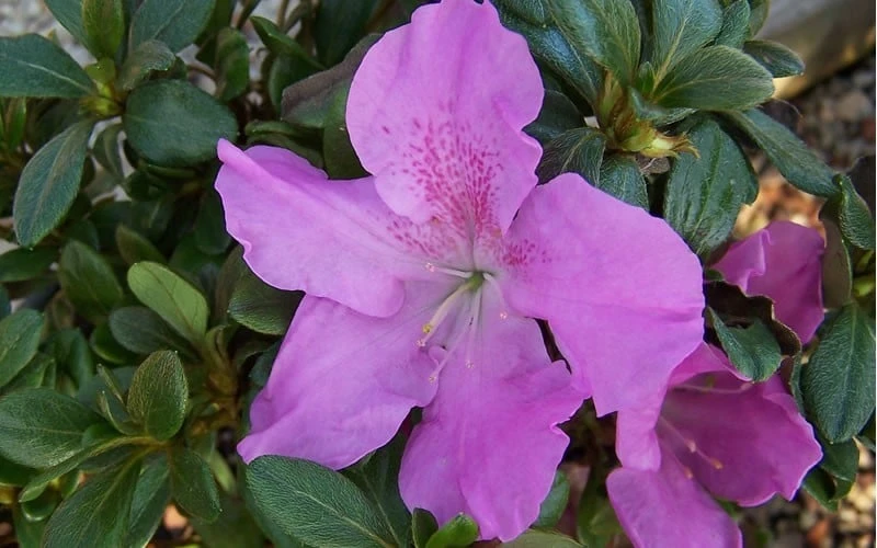 Autumn Lilac Encore Azalea - 3 Gallon Pot Autumn Lilac Encore Azalea - 3 Gallon Pot -Garden Plant Shop encore azalea autumnlilac