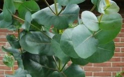 Big O Cold Hardy Eucalyptus Tree (Eucalyptus Neglecta) - 5 Gallon Pot (4-5') -Garden Plant Shop eucalyptus bigo leaves 6