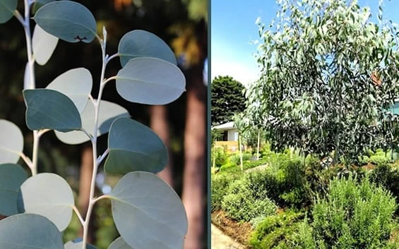 Mappa Tassie Cold Hardy Eucalyptus Tree (Eucalyptus pauciflora) - 1 Gallon Pot Mappa Tassie Cold Hardy Eucalyptus Tree (Eucalyptus Pauciflora) - 1 Gallon Pot -Garden Plant Shop eucalyptus mappa tassie combo 3