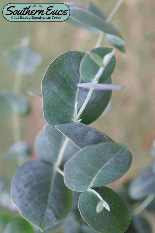Big O Cold Hardy Eucalyptus Tree (Eucalyptus neglecta) - 1 Gallon Pot Big O Cold Hardy Eucalyptus Tree (Eucalyptus Neglecta) - 1 Gallon Pot -Garden Plant Shop eucalyptus neglecta big 0 1 3