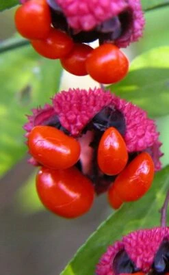 American Strawberry Bush - 3 Gallon Pot -Garden Plant Shop euonymus americanus american strawberry bush 1