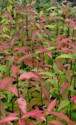 American Strawberry Bush - 3 Gallon Pot -Garden Plant Shop euonymus americanus american strawberry bush 10