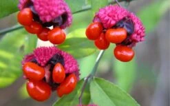 American Strawberry Bush - 3 Gallon Pot -Garden Plant Shop euonymus americanus american strawberry bush 2