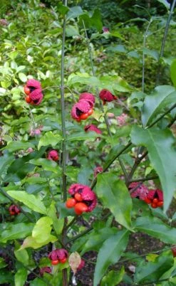American Strawberry Bush - 3 Gallon Pot -Garden Plant Shop euonymus americanus american strawberry bush 4