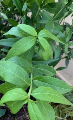 American Strawberry Bush - 3 Gallon Pot -Garden Plant Shop euonymus americanus american strawberry bush 5