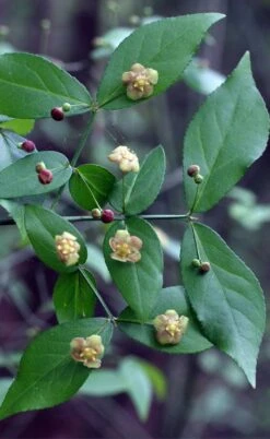 American Strawberry Bush - 3 Gallon Pot -Garden Plant Shop euonymus americanus american strawberry bush 6