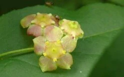 American Strawberry Bush - 3 Gallon Pot -Garden Plant Shop euonymus americanus american strawberry bush 8