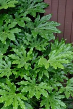 Fatsia Japonica - Japanese Aralia - Glossy Paper Plant - 3 Gallon Pot