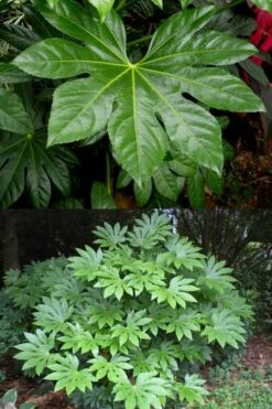 Fatsia Japonica (Japanese Aralia / Glossy Paper Plant) - 7 Gallon Pot (2-3') -Garden Plant Shop fatsia Japanese Aralia 500x750 2