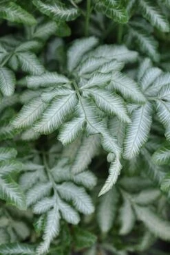 Silver Lace Fern - 5 Pack Of Quart Pots