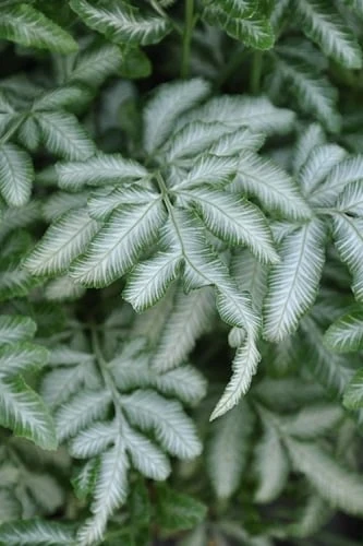 Silver Lace Fern - 5 Pack of Quart Pots Silver Lace Fern - 5 Pack Of Quart Pots -Garden Plant Shop fern silver lace 5 thumbnail