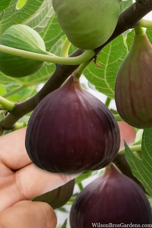 Little Ruby Dwarf Fig Tree - 3 Gallon Pot Little Ruby Dwarf Fig Tree - 3 Gallon Pot -Garden Plant Shop ficus carica little ruby fig tree 1