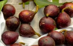 Little Ruby Dwarf Fig Tree - 3 Gallon Pot 4 Little Ruby Dwarf Fig Tree - 3 Gallon Pot -Garden Plant Shop ficus carica little ruby fig tree 2