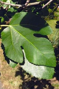 Little Ruby Dwarf Fig Tree - 3 Gallon Pot 6 Little Ruby Dwarf Fig Tree - 3 Gallon Pot -Garden Plant Shop ficus carica little ruby fig tree 3