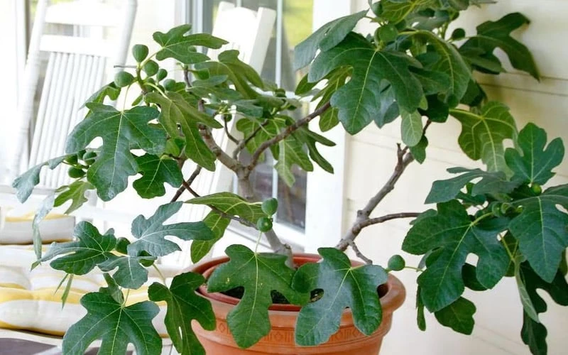 Little Ruby Dwarf Fig Tree - 3 Gallon Pot Little Ruby Dwarf Fig Tree - 3 Gallon Pot -Garden Plant Shop ficus carica little ruby fig tree 4