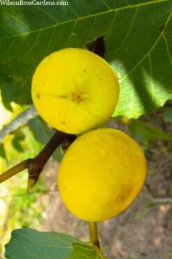 LSU Gold Fig Tree - 5 Gallon Pot -Garden Plant Shop ficus carica lsu gold fig tree 1