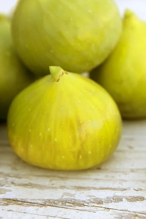 LSU Gold Fig Tree - 3 Gallon Pot LSU Gold Fig Tree - 3 Gallon Pot -Garden Plant Shop ficus carica lsu gold fig tree 2 1