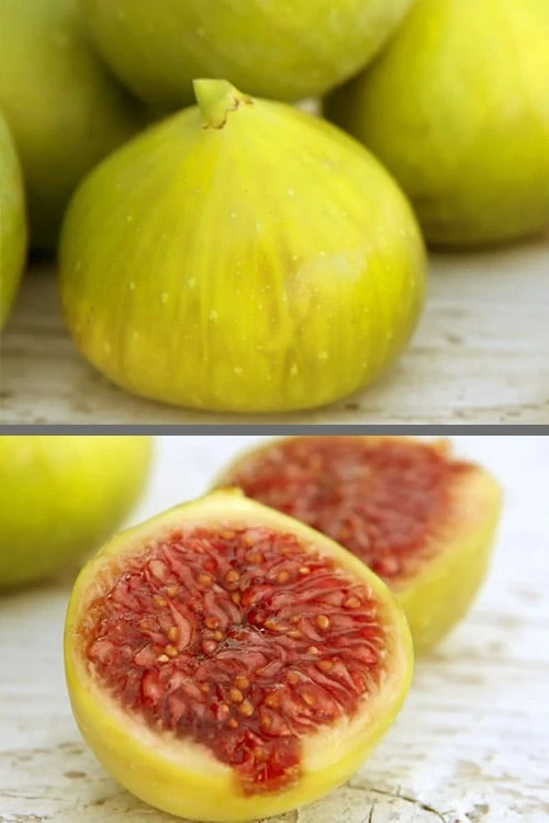 LSU Gold Fig Tree - 3 Gallon Pot LSU Gold Fig Tree - 3 Gallon Pot -Garden Plant Shop ficus carica lsu gold fig tree 3 1