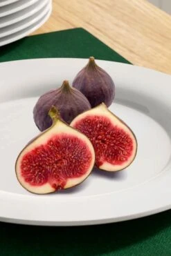 Texas Everbearing Fig Tree - 3 Gallon Pot -Garden Plant Shop fig texas everbearing 11