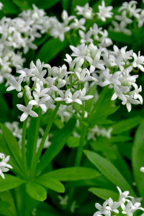 Sweet Woodruff (Galium odoratum) - 6 Pack of Pint Pots Sweet Woodruff (Galium Odoratum) - 6 Pack Of Pint Pots -Garden Plant Shop galium odoratum sweet woodruff 3 1