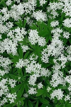 Sweet Woodruff (Galium Odoratum) - 6 Pack Of Pint Pots 3 Sweet Woodruff (Galium Odoratum) - 6 Pack Of Pint Pots -Garden Plant Shop galium odoratum sweet woodruff 5 1