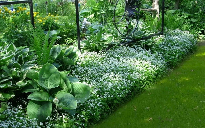 Sweet Woodruff (Galium odoratum) - 6 Pack of Pint Pots Sweet Woodruff (Galium Odoratum) - 6 Pack Of Pint Pots -Garden Plant Shop galium odoratum sweet woodruff 6 1