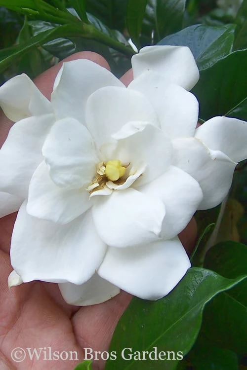 Fall In Love Cold Hardy Gardenia - 1 Gallon Pot Fall In Love Cold Hardy Gardenia - 1 Gallon Pot -Garden Plant Shop gardenia Fall In Love WB 500x750 1