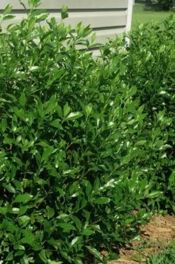 August Beauty Gardenia - 6 Pack Of 1 Gallon Pots 3 August Beauty Gardenia - 6 Pack Of 1 Gallon Pots -Garden Plant Shop gardenia august beauty 5 1