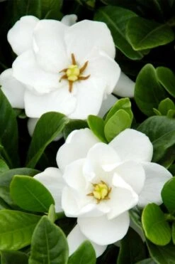 Buttons Gardenia - 3 Gallon Pot -Garden Plant Shop gardenia buttons 1