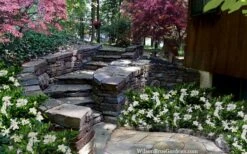 Celestial Star Gardenia - 1 Gallon Pot -Garden Plant Shop gardenia celestial star 5