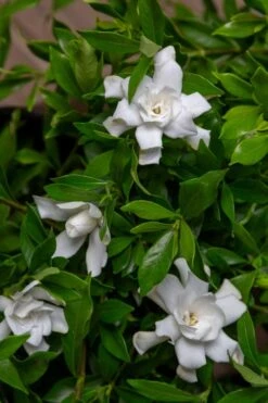 Fool Proof Gardenia - 3 Gallon Pot -Garden Plant Shop gardenia fool proof 4 1
