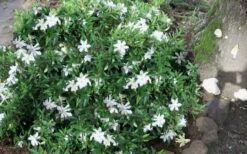 Frost Proof Gardenia - 3 Gallon Pot -Garden Plant Shop gardenia frost proof 50 1