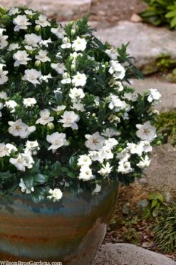 Buttons Gardenia - 1 Gallon Pot -Garden Plant Shop gardenia jasminoides buttons 10 2