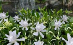 Crescent Moon Dwarf Gardenia - 6 Pack Of 1 Gallon Pots -Garden Plant Shop gardenia jasminoides crescent moon dwarf creeping 2 1