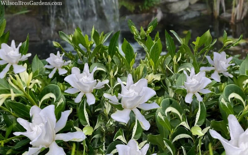 Crescent Moon Dwarf Gardenia - 1 Gallon Pot Crescent Moon Dwarf Gardenia - 1 Gallon Pot -Garden Plant Shop gardenia jasminoides crescent moon dwarf creeping 2