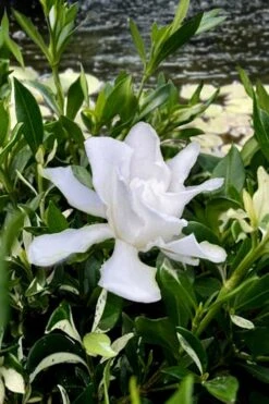 Crescent Moon Dwarf Gardenia - 1 Gallon Pot 3 Crescent Moon Dwarf Gardenia - 1 Gallon Pot -Garden Plant Shop gardenia jasminoides crescent moon dwarf creeping 6