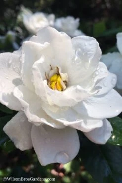 Crown Jewel Gardenia - 1 Gallon Pot -Garden Plant Shop gardenia jasminoides crown jewel 11